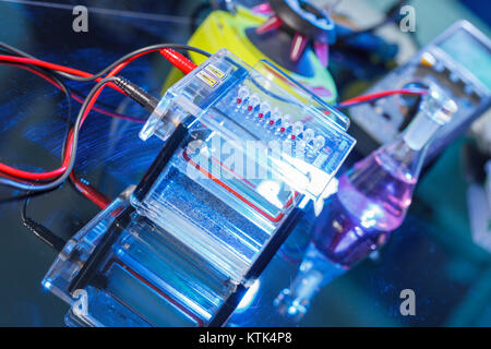 Des échantillons d'ADN amplifié chargement de gel d'agarose avec pipette multicanaux Banque D'Images