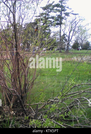 L'Oriole de Baltimore est une espèce d'oiseaux vibrante que l'on trouve en Amérique du Nord, connue pour son plumage orange vif et noir. C'est un oiseau migrateur, fréquemment observé dans l'est des États-Unis pendant l'été. Banque D'Images