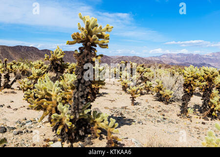 Cholla cactus (Cylindropuntia fulgida) également connu sous le nom de la chaîne de suspension et le jumping cholla dans le cholla cactus cholla garden, Joshua Tree National Banque D'Images