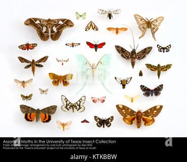 Un assortiment de Papillons (Lepidoptera) dans la Collection d'insectes de l'Université du Texas (22281153644) Banque D'Images