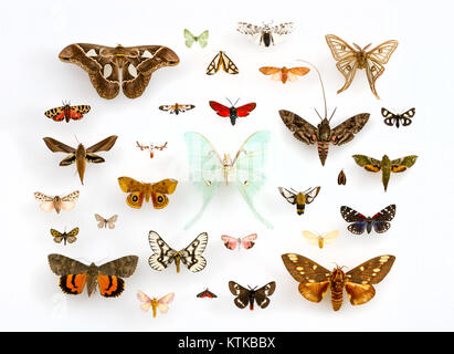 Un assortiment de Papillons (Lepidoptera) dans la Collection d'insectes de l'Université du Texas (22281153644) (portrait) Banque D'Images