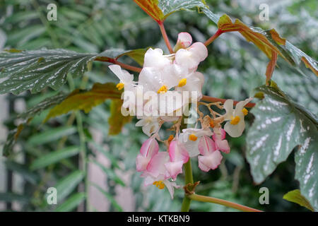 Begonia aconitifolia, une espèce de plante à fleurs, prospère dans le Flora Park à Cologne, en Allemagne, mettant en valeur la diversité de la collection botanique du parc et son rôle dans la conservation des plantes. Banque D'Images