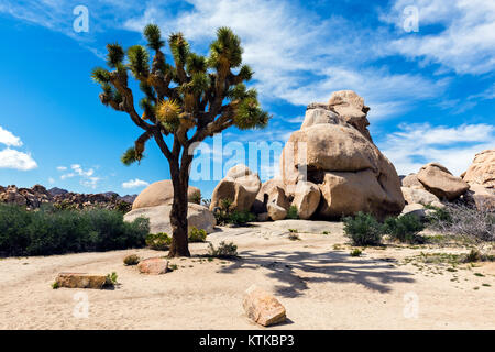 Joshua Tree - Arbre de Vie (Yucca brevifolia) autour de coucher du soleil dans le parc national de Joshua Tree, désert de Mojave, Californie Banque D'Images
