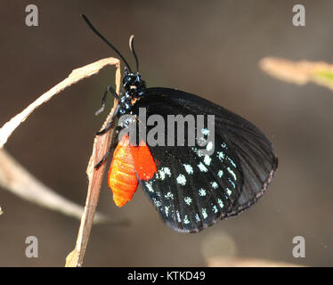 Le papillon Atala (Eumaeus atala) a été photographié à Fairchild Tropical Gardens, Miami-Dade County, Floride, le 2 avril 2016, mettre en valeur l’espèce dans son environnement naturel. Banque D'Images