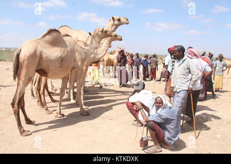 Le Beletweyne animal Market en Somalie est un centre clé pour le commerce du bétail, où une variété d'animaux sont achetés et vendus. Elle joue un rôle crucial dans l’économie de regionâ€™, en particulier pour les agriculteurs et les commerçants locaux. Banque D'Images