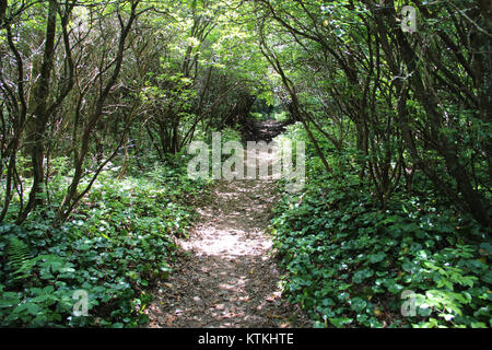 Bartram Trail sur Rabun chauve, Juillet 2016 Banque D'Images