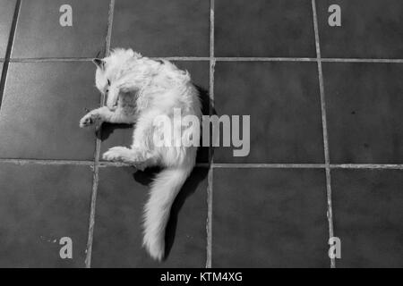 Angora turc. Chat blanc. Un garçon de dix-sept ans cat se détend et bénéficie d'la vie. Noir et blanc. Banque D'Images