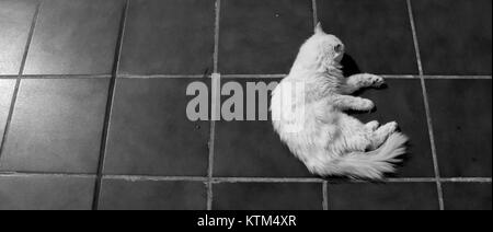 Angora turc. Chat blanc. Un garçon de dix-sept ans cat se détend et bénéficie d'la vie. Noir et blanc. Banque D'Images