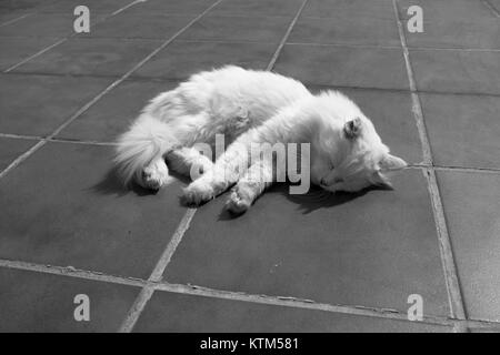 Angora turc. Chat blanc. Un garçon de dix-sept ans cat se détend et bénéficie d'la vie. Noir et blanc. Banque D'Images