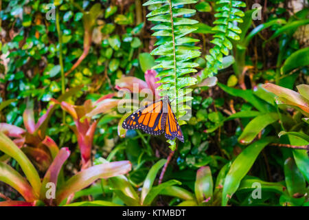 Le monarque, l'asclépiade, tigre commun, Wanderer, et veiné Noir marron. Danaus plexippus reposant sur les plantes Banque D'Images