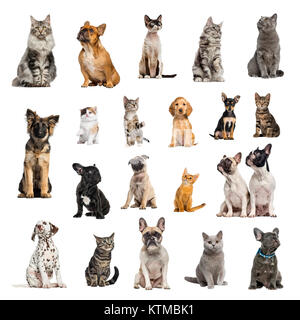 Grande collection de 10 chiens et 10 chats, adulte, chiot ou chaton, dans différentes position, isolé sur fond blanc. Banque D'Images