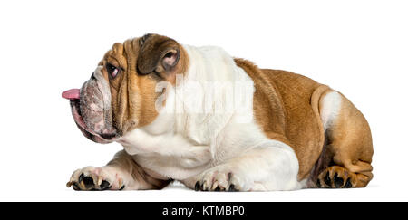 Vue latérale d'un bulldog Anglais, chien coller la langue, isolated on white Banque D'Images