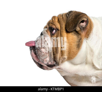 Profil d'un bulldog Anglais, chien coller la langue, isolated on white Banque D'Images