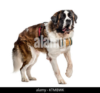 Promenade de chien Saint Bernard avec un tonneau (14 mois), isolé sur blanc Banque D'Images