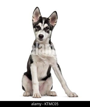 Chiot Husky Sibérien (5 mois), isolé sur blanc Banque D'Images