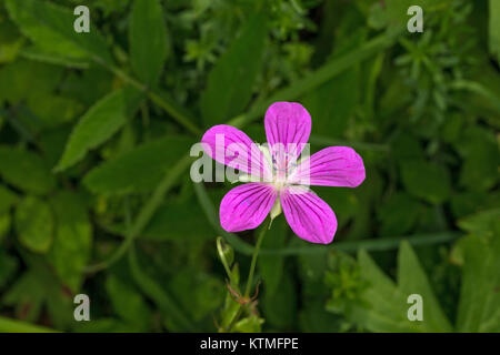 Close-up seul un rouge-violet fleur de géranium des bois sur fond vert. Banque D'Images