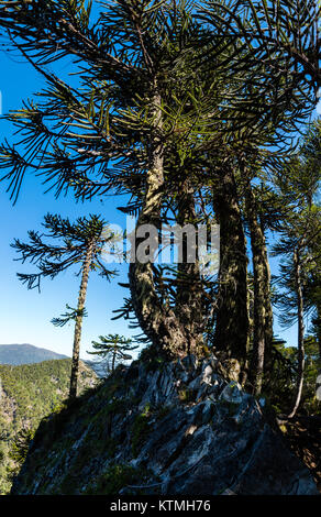 Sendero Quinchol, Huerquehue Parc National dans les contreforts des Andes, la forêt pluviale tempérée Valdivian, région de l'Araucanie, le Chili, la Patagonie. Banque D'Images