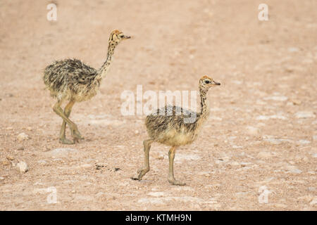 Autruche d'Afrique du Sud en poussins d'Etosha, Namibie Banque D'Images