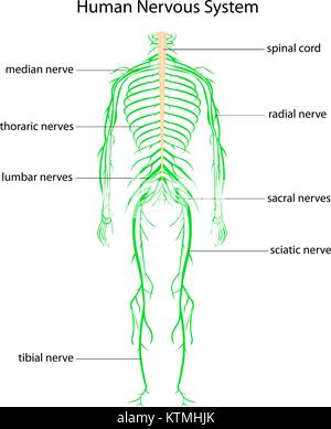 Illustration du système nerveux humain avec des étiquettes Illustration de Vecteur