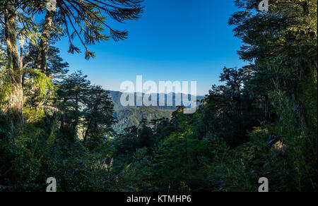 Sendero Quinchol, Huerquehue Parc National dans les contreforts des Andes, la forêt pluviale tempérée Valdivian, région de l'Araucanie, le Chili, la Patagonie. Banque D'Images