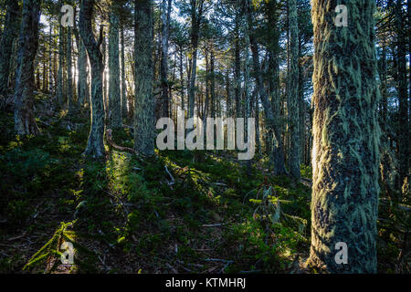 Sendero Quinchol, Huerquehue Parc National dans les contreforts des Andes, la forêt pluviale tempérée Valdivian, région de l'Araucanie, le Chili, la Patagonie. Banque D'Images