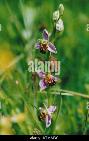 Les orchidées d'abeille en pleine floraison à Netcotts Meadow. Cette image capture l'aspect unique et délicat de ces fleurs sauvages rares. Banque D'Images