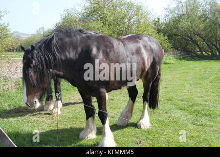 Avon Valley Country Park Shires Banque D'Images