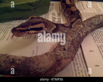 Le Python Ball, également connu sous le nom de Python regius, est un serpent non venimeux originaire d'Afrique de l'Ouest et du Centre. Il est populaire dans le commerce des animaux de compagnie en raison de sa nature docile et de sa taille gérable, atteignant généralement 3 à 4 pieds de longueur. Banque D'Images