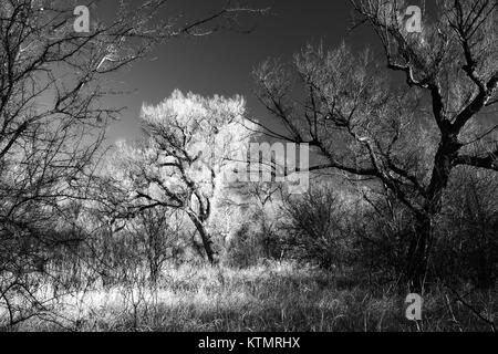 AZ SONOITA CREEK PATAGONIE PRÉSERVER, SCC (1) (10462788734) Banque D'Images