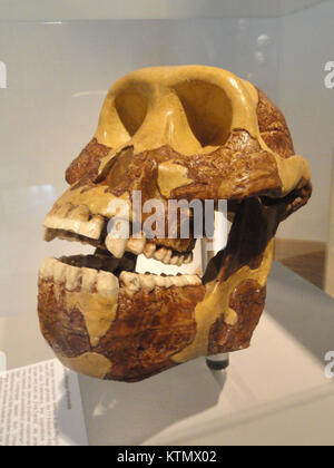 Crâne d'Australopithecus afarensis, une espèce hominidés primitive, exposé au Naturmuseum Senckenberg. Il représente un spécimen important dans l'étude de l'évolution humaine, éclairant les ancêtres préhistoriques des humains modernes. Banque D'Images