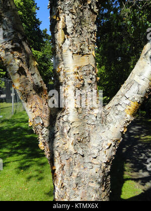 Le Betula ermanii au Jardin botanique, Kaisaniemi Helsinki DSC03471 Banque D'Images