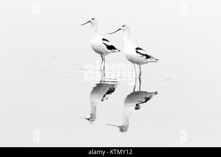 Avocettes américain, en plumage d'hiver, de patauger dans les eaux de la baie de San Pablo National Wildlife Refuge en Californie du nord. Banque D'Images