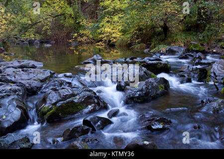 La couleur de l'automne à Lagunitas Creek dans la région de Samuel P. Taylor State Park. Le parc est situé sur le boulevard Sir Francis Drake dans l'ouest de Marin County, en Californie. Banque D'Images