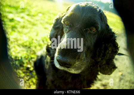 Le chien Cocker Banque D'Images