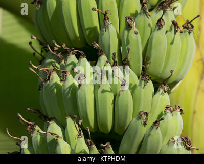 Close up of Green banana sur arbre, Pisang awak banana Banque D'Images