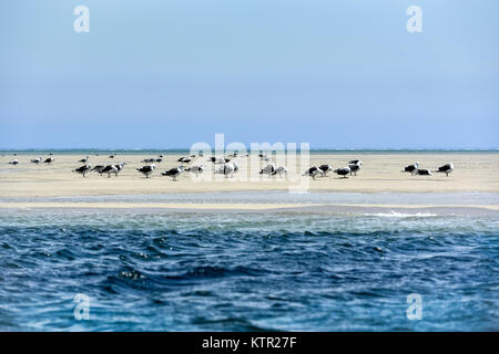 Groupe de mouettes sur un banc, Cape Cod, Massachusetts, États-Unis. Banque D'Images