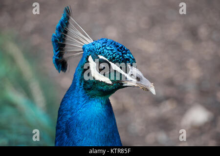 Peacock dans un zoo australien Banque D'Images