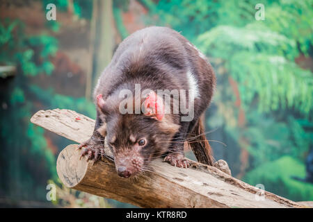 Diable de Tasmanie dans un zoo australien Banque D'Images