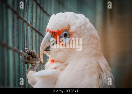 Dans un zoo australien cockatoo Banque D'Images