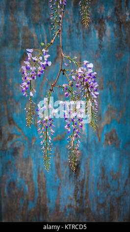 Gros plan branche de Wisteria contre le panneau de grange abîmé, ferme du New Jersey, États-Unis, jardin de wisteria de vigne en fleurs hangar Blossom Banque D'Images