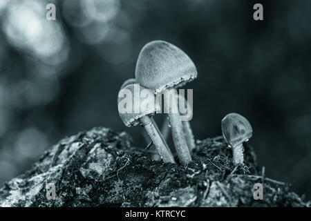 Petits champignons en monochrome. Banque D'Images