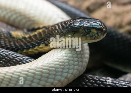 L'monocled (naja kaouthia), appelé aussi monocellate cobra. Banque D'Images