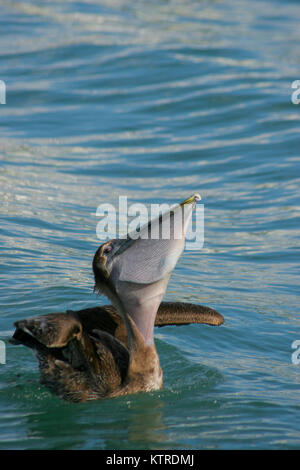 Pêche Pelican avec de la nourriture dans la valise diplomatique Banque D'Images