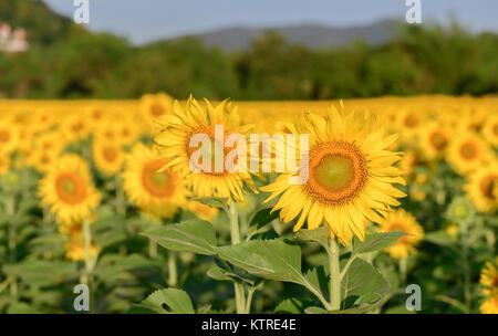 Beaux champs de tournesols dans le jardin, les célèbres attractions fleur sur l'hiver à Lop Buri province Banque D'Images