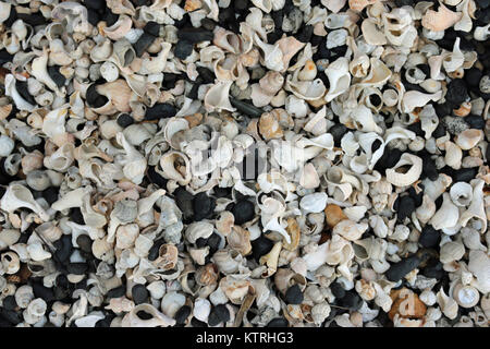 Coquilles cassées et érodé, principalement le buccin (Buccinum undatum), sur une plage de galets avec des cailloux multicolores et charbon de mer formant un joli effet de collage. Banque D'Images
