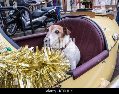 Jack Russell Terrier chien assis dans le siège passager d'une roue de trois open top kit car, avec des guirlandes de Noël. Banque D'Images