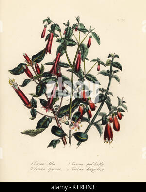 Correa, Correa alba blanc, jolie, Correa pulchella, voyantes, Correa speciosa, et fleur, Correa longiflora. Handfinished chromolithographie par Noel Humphreys après une illustration par Jane Loudon de Loudon Madame Jane's Ladies Jardin de fleurs ou plantes de serre ornementales, William S. Orr, Londres, 1849. Banque D'Images