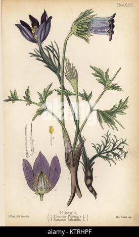 Petit pasque flower, Anemone pratensis 1 et pasqueflower Pulsatilla vulgaris, (Anémone pulsatilla) 2. Lithographie coloriée par H Traice après une illustration par Edward Hamilton de Edward Hamilton's Flora Homeopathica, Bailliere, Londres, 1852. Banque D'Images