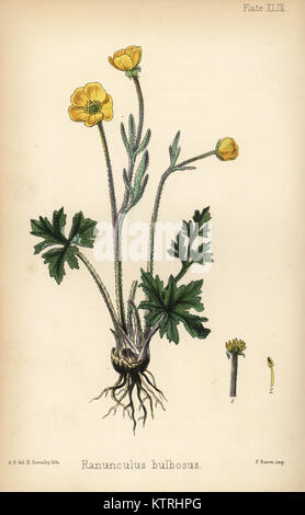 Ice ou navet bulboses buttercup, Ranunculus bulbosus. Lithographie coloriée par Henry baleine après une illustration par A.E. de la flore de l'île Hamilton, Homeopathica Bailliere, Londres, 1852. Banque D'Images