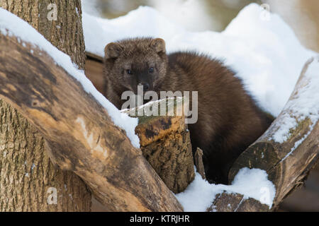 Le Fisher (Pekania pennanti) en hiver Banque D'Images